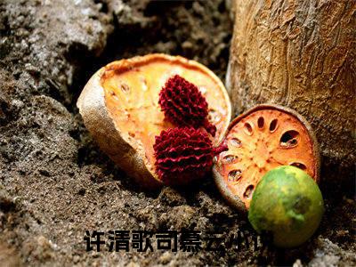 于他（许清歌司慕云）全文免费阅读无弹窗大结局_（于他）许清歌司慕云最新章节列表