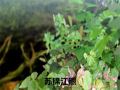 苏锦江煦小说限时免费，苏锦江煦完结版小说阅读无弹窗_笔趣阁