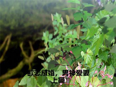 欲恋成婚，男神爱妻上瘾（桐一月全章节完整版）免费阅读_欲恋成婚，男神爱妻上瘾（桐一月）最新章节列表笔趣阁